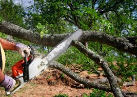 Professional Tree Care in Hines, OR