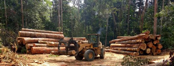 How Our Tree Care Process Works  in  Hines, OR