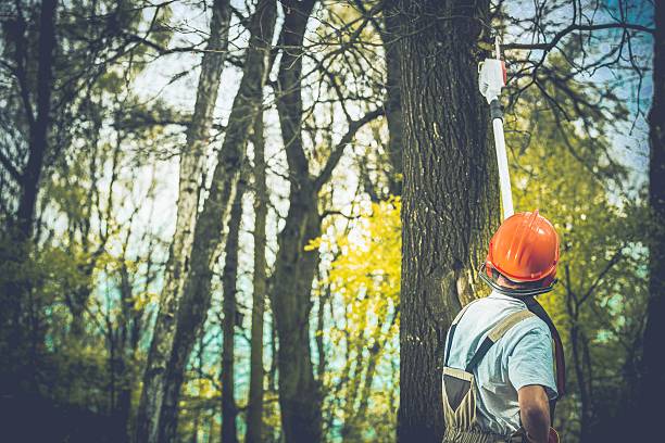  Hines, OR Tree Care Pros
